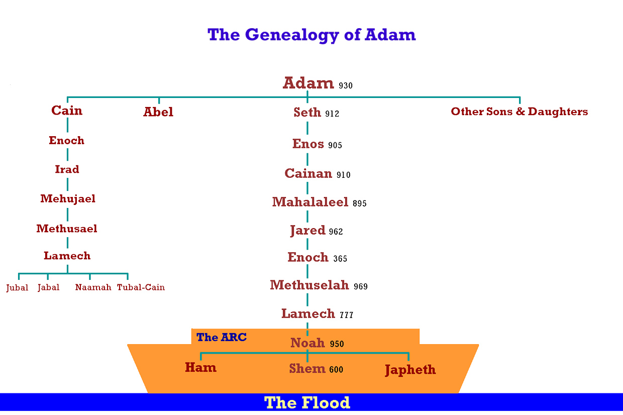 genealogy_adam